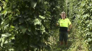 Allan Monshing, farm manager of Rostrevor Hop Gardens in Eurobin, is a third-generation hops farmer.