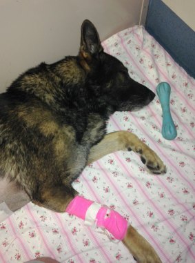 Police dog Rumble has been ill, but receiving the 'best care and attention possible'.