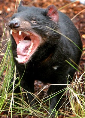 A Tasmanian Devil.