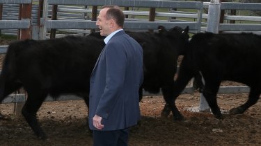 Prime Minister Tony Abbott views cattle during his visit to the Bellevale Homestead Cattle Yard in Yass.