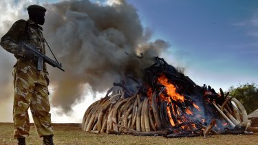A Kenya Wildlife Services officer stands near a burning pile of 15 tonnes of elephant ivory seized in Kenya. 