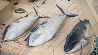 Three minke whales dead on deck the Japanese ship Nisshin Maru in the Southern Ocean in January last year.