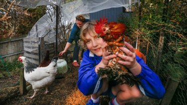 Evans Chickens Home Backyard Chickens For Sale Sydney Nsw