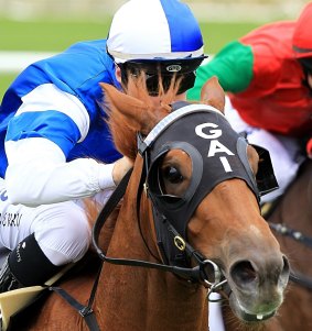 Frespanol, ridden by Tommy Berry at Randwick last year.