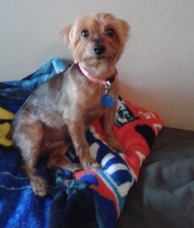  A Texas woman suffered broken-heart syndrome following the death of her Yorkshire terrier, Meha. 