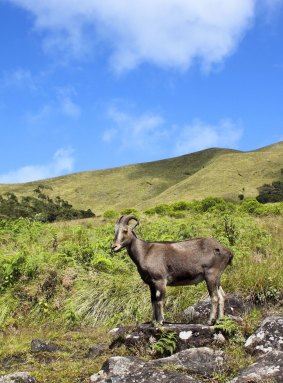罕见Nilgiri tahr山羊。