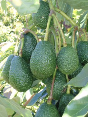 Avocado supply issues are expected to ease in March.