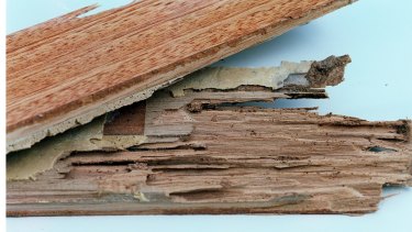 Termite damage to floorboards.