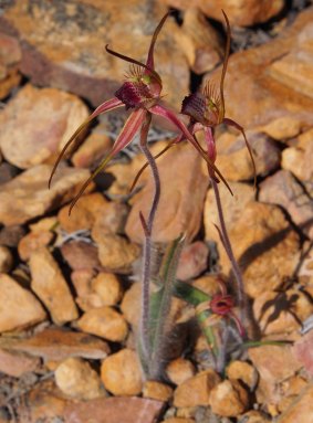 A Herbele's spider orchid growing in Western Australia.