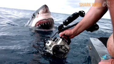 Close encounter: Dave Riggs found himself within inches of a great white shark.