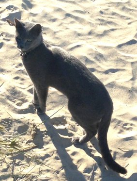 A North Coogee resident says the death of her beloved cat from a snake bite increased her concern about the danger to locals.