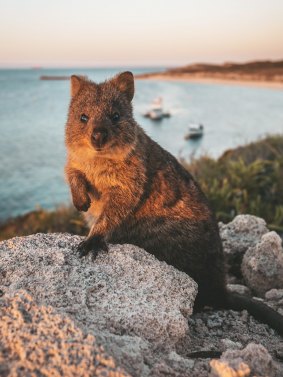 A quokka on Rottnest Island.