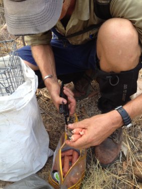 Cane-toad sausages being deployed in the Kimberley Ranges.