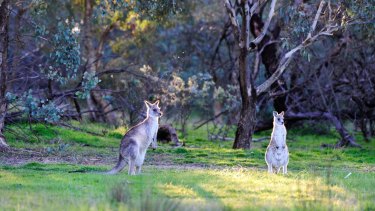 Kangaroo Cull Prompts Safety Fears As Kangaroo Draft Management Plan Is Debated