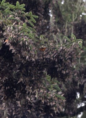 Monarch butterflies hibernate, hanging in clumps from tree branches, at Piedra Herrada, Mexico state, Mexico.
