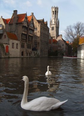 Swans on a picturesque canal in Bruges.