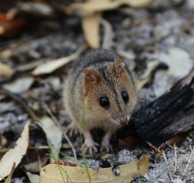 A red-cheeked dunnart. 