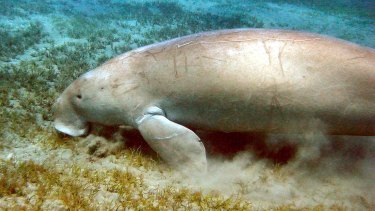 A dugong feeds on seagrass in Moreton Bay, Queensland. 