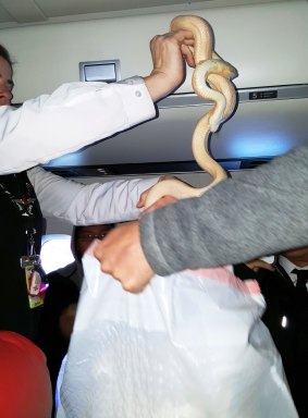 It's not unusual for snakes to be found on aircraft.
