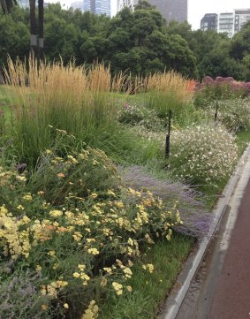 One of Paul Bangay's perennial beds outside MPavilion at Queen Victoria Gardens in 2016.