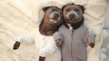 Darren and phillip dog clothing Clearance