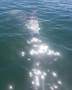 If you see the dolphin, call DPaW Bunbury or the Wildcare Helpline. 