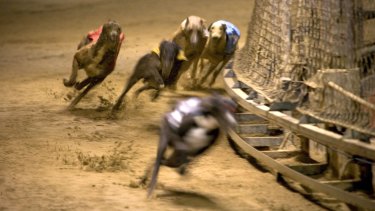 21 people have been handed life bans in the greyhound live baiting scandal.