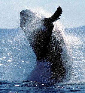 Humpback whale: the Great Barrier Reef was an early marine region to get protection.