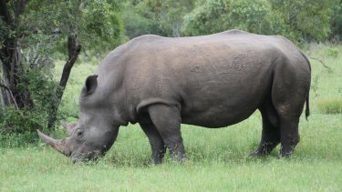 On the black market in Asia, the rhino horn would be worth at least $650,000 - more valuable, gram for gram, than gold, platinum or cocaine.