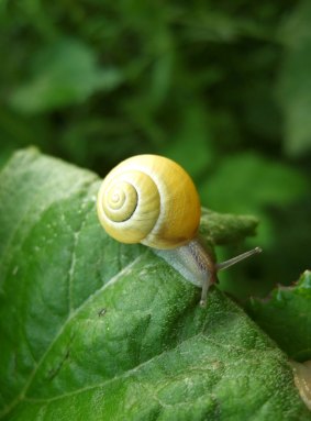 Look out for snail slime in high-end moisturisers.
