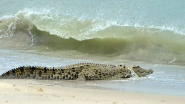 The crocodile that swam 400km around the tip of Cape York was an Estaurine Crocodile (Crocodylus porosus), similar to the one pictured.