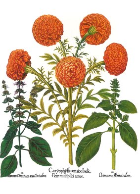 Marigold by Basilius Besler. The marigold is mentioned in Winter's Tale, Cymbaline and Pericles.