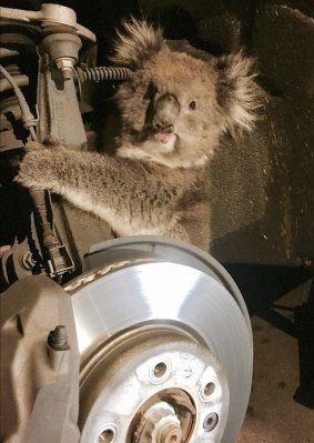 Kelly the koala miraculously survived a road trip clinging onto a car wheel in South Australia.