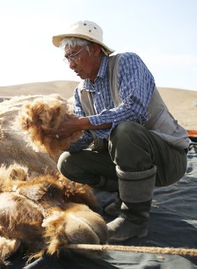 One hundred grams of raw camel wool can earn a Gobi desert herder about US50¢, and it rises in value to $US4 once it is spun.