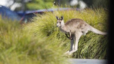 The impact on eastern grey kangaroos at Sippy Downs will be crucial to the success of the Sunshine Coast's Palmview project to house 15,000 residents. 