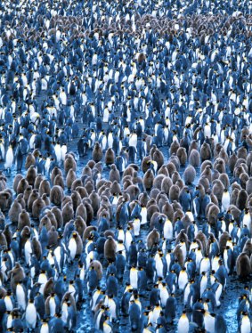 Brown chicks stand out from colourful adult penguins on Salisbury Plain, South Georgia Island.