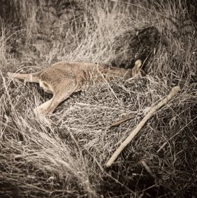 James Tylor's photo Un-resettling (Hunting Kangaroo) at PhotoAccess. 