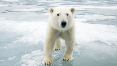 Melting moments: A polar bear off the coast of Svalbard, Norway.
