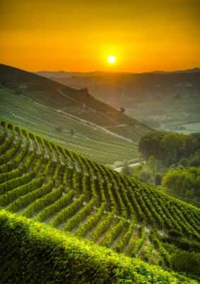 A spectacular sunset at a Piedmont vineyard.