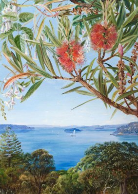 Bottlebrush painted in Sydney in 1880 by Marianne North.