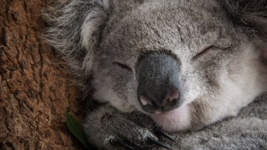Koalas are listed as a vulnerable species.