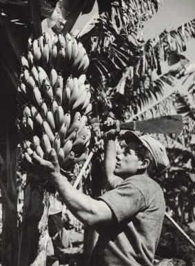 Alf Catalano working at a Queensland banana plantation in 1949