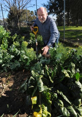Neville Jackson in his organic plot working among broccoli, garlic and broad beans.