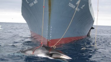 Japan has announced it will resume whaling in the Antarctic this summer.
