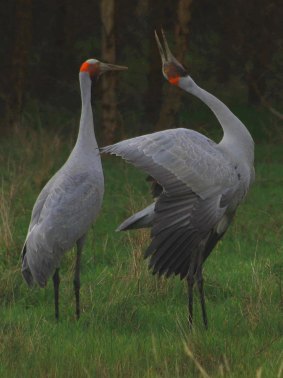 Inka Veltheim says the brolga population is potentially in decline.