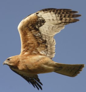 The Little Eagle is listed as a vulnerable species in the ACT, NSW, and Victoria.