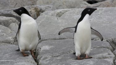 Adélie penguins. Their numbers crashed at Cape Denison, Antarctica, after an iceberg grounded. 