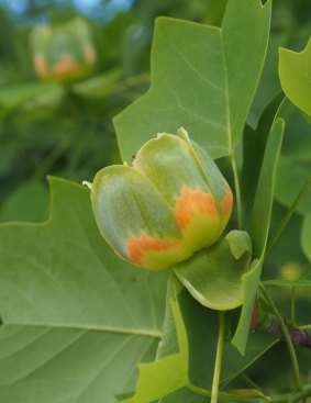 The gorgeous tulip tree can turn you green with envy.