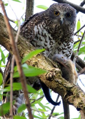 A male powerful owl at roost before capture. 