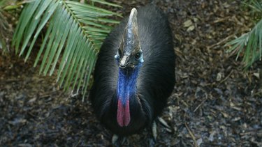 A man suffered cuts and bruises when he was attacked by a cassowary.